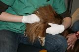 INSEMINATION ARTIFICIELLE 017